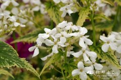 '花叶'银扇草Lunaria annua 'Alba Variegata'