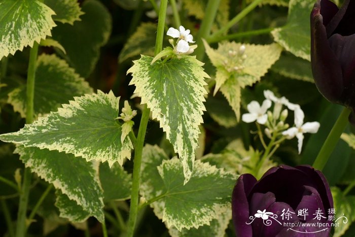 '花叶'银扇草Lunaria annua 'Alba Variegata'