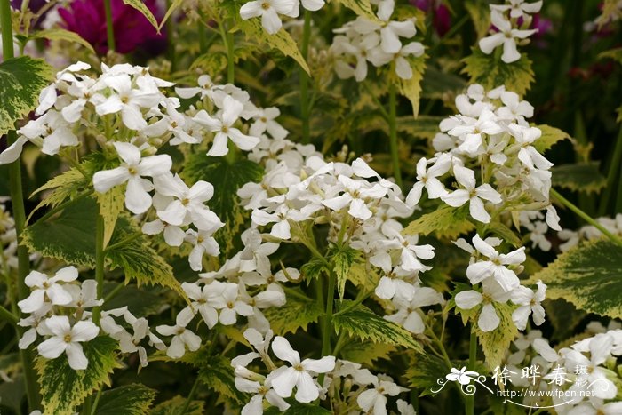 '花叶'银扇草Lunaria annua 'Alba Variegata'