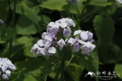 复苏银扇草Lunaria rediviva