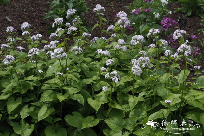 复苏银扇草Lunaria rediviva