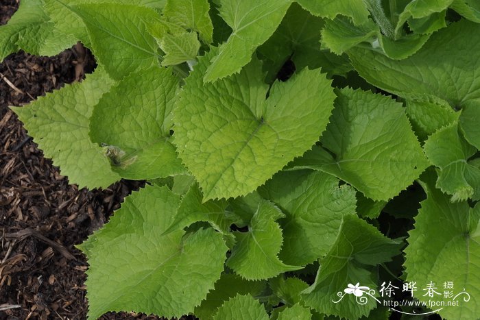 复苏银扇草Lunaria rediviva