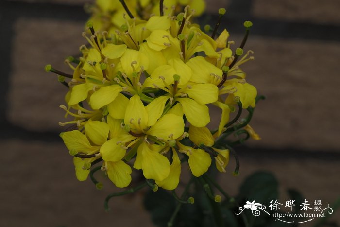 巴利阿里芸薹Brassica balearica