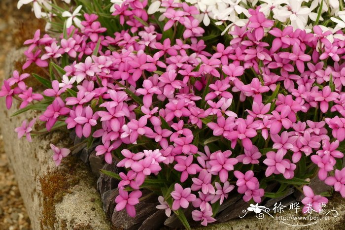 红金梅草Rhodohypoxis baurii