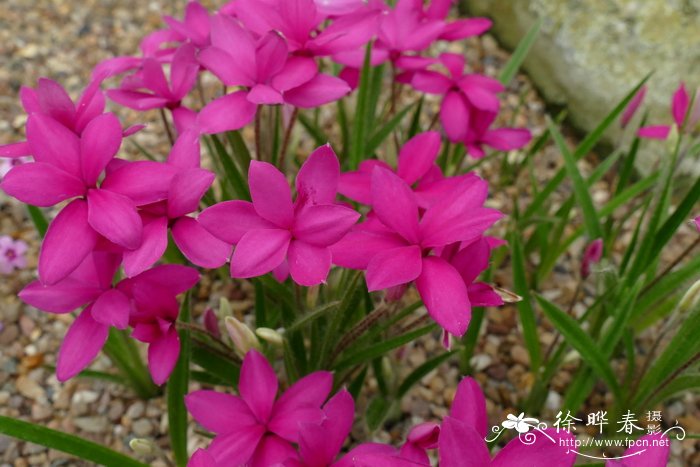 红金梅草Rhodohypoxis baurii