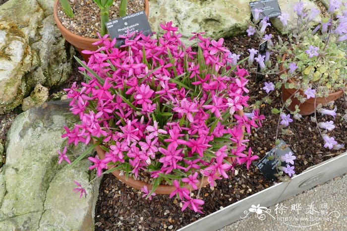 红金梅草Rhodohypoxis baurii