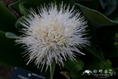 粗毛虎耳兰Haemanthus humilis subsp. hirsutus