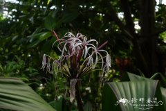 红叶大文殊兰Crinum asiaticum var. procerum