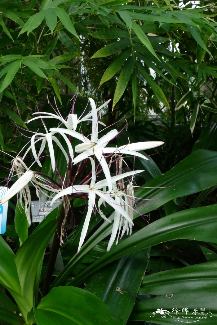 亚洲文殊兰Crinum asiaticum