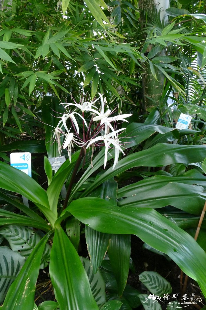 亚洲文殊兰Crinum asiaticum