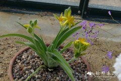 黄花小金梅草Hypoxis hemerocallidea