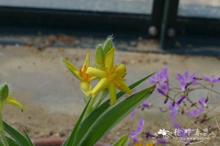 黄花小金梅草Hypoxis hemerocallidea