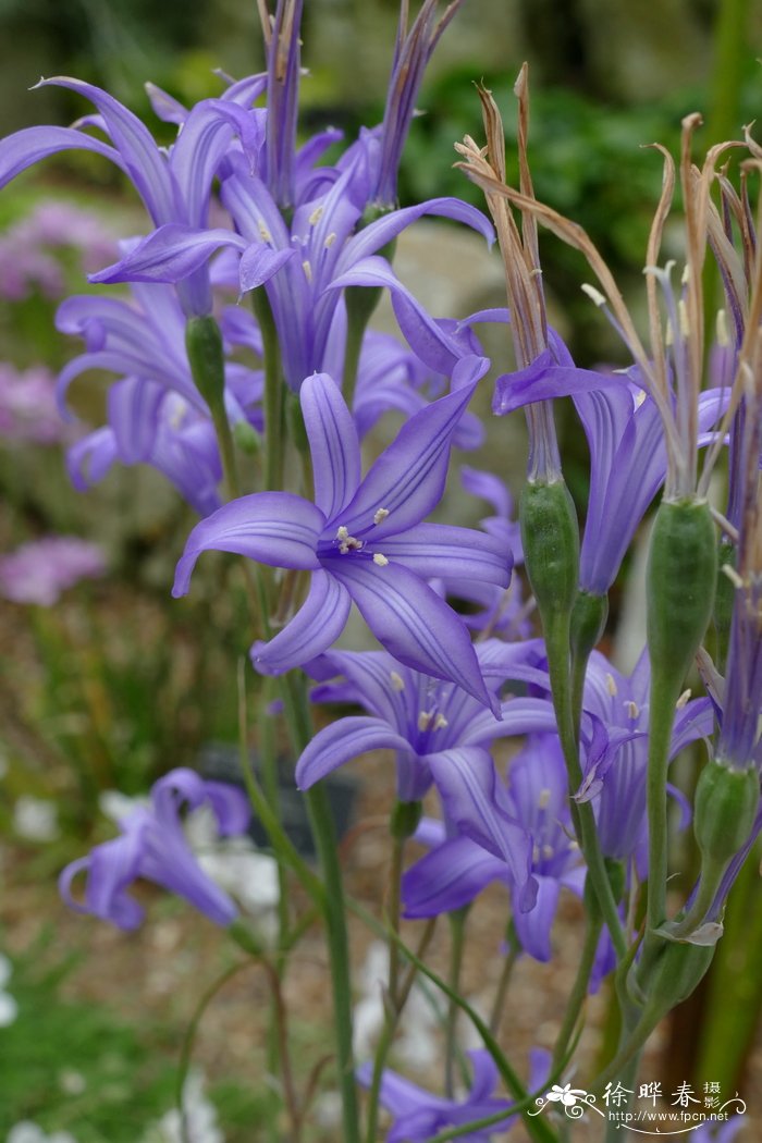 鸢尾蒜Ixiolirion ledebourii