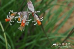 Tulbaghia alliacea