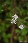 沼生繁缕Stellaria palustris