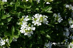 ‘白花’罗勒叶肥皂草Saponaria ocymoides ‘Snow Tip’