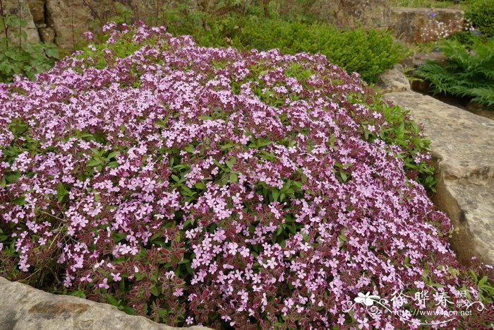 罗勒叶肥皂草Saponaria ocymoides