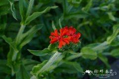 皱叶剪秋罗Lychnis chalcedonica