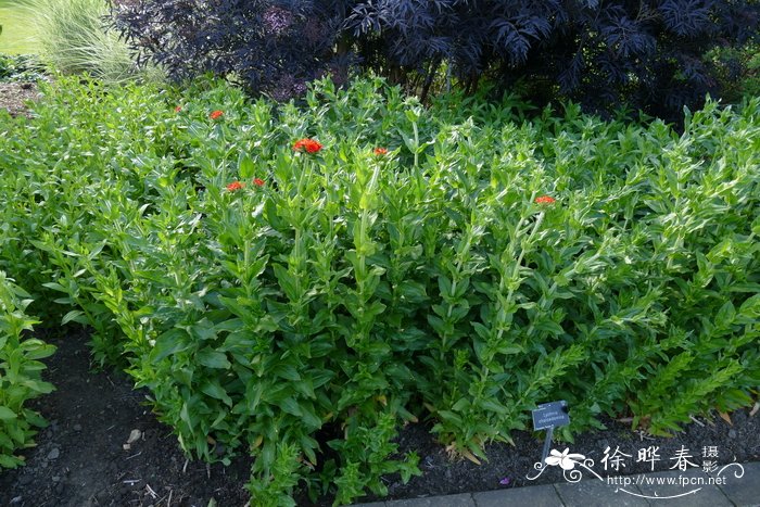 皱叶剪秋罗Lychnis chalcedonica