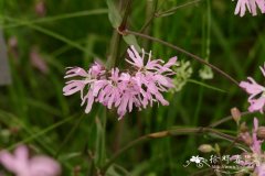 布谷鸟剪秋罗Lychnis flos-cuculi