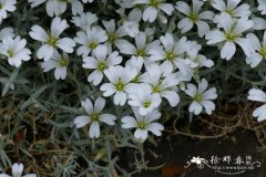 绒毛卷耳Cerastium tomentosum