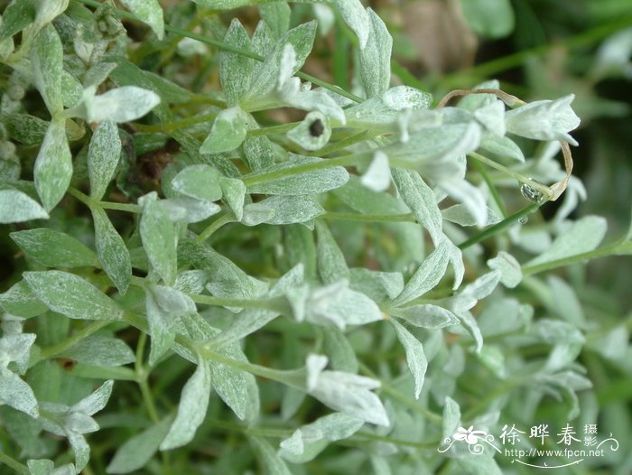 绒毛卷耳Cerastium tomentosum