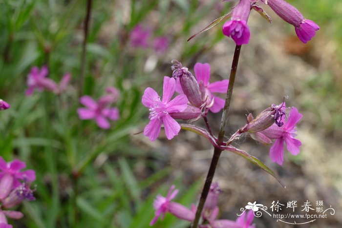 洋剪秋罗Lychnis viscaria