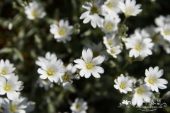 鲍斯尔卷耳Cerastium boissieri