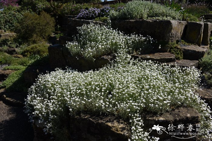 鲍斯尔卷耳Cerastium boissieri