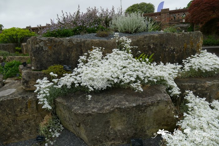 鲍斯尔卷耳Cerastium boissieri