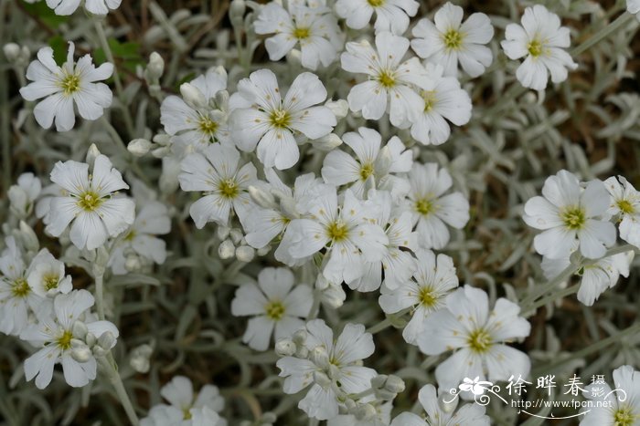 亮白卷耳Cerastium candidissimum