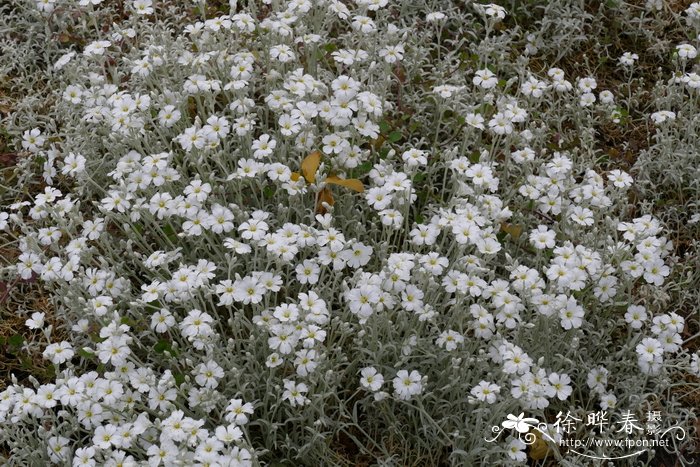 亮白卷耳Cerastium candidissimum