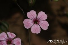 麦蓝菜Vaccaria hispanica