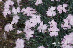 安纳托里亚石竹Dianthus anatolicus