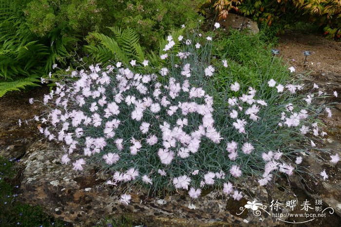 安纳托里亚石竹Dianthus anatolicus