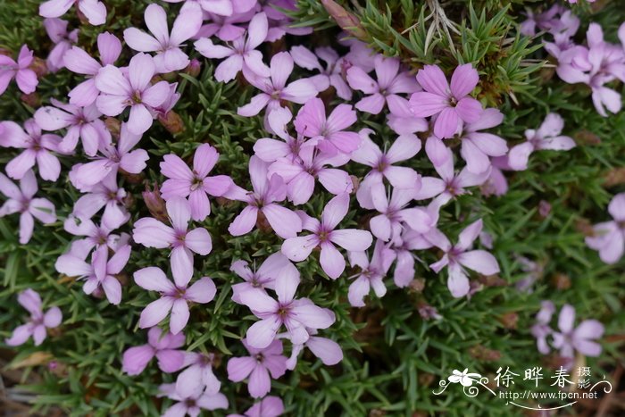 阿帕迪石竹Dianthus arpadianus