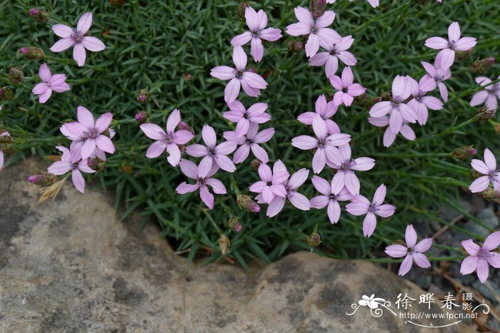 阿帕迪石竹Dianthus arpadianus