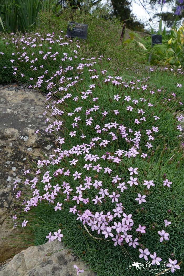 阿帕迪石竹Dianthus arpadianus