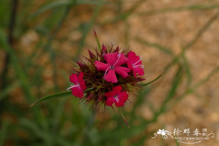 深红石竹Dianthus cruentus