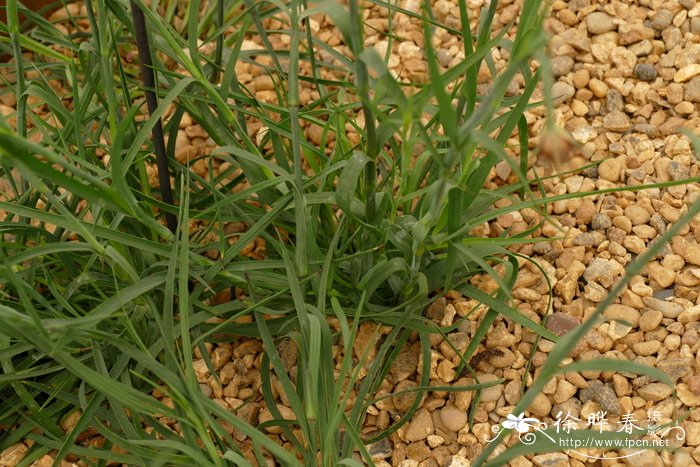 深红石竹Dianthus cruentus