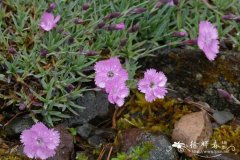 淡棕石竹Dianthus haematocalyx