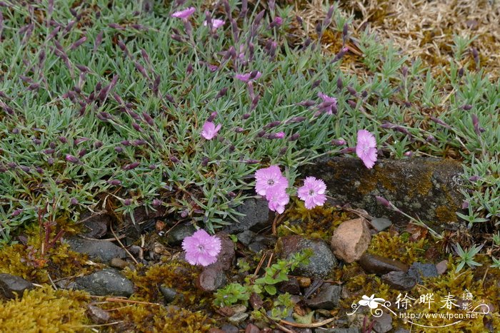 淡棕石竹Dianthus haematocalyx