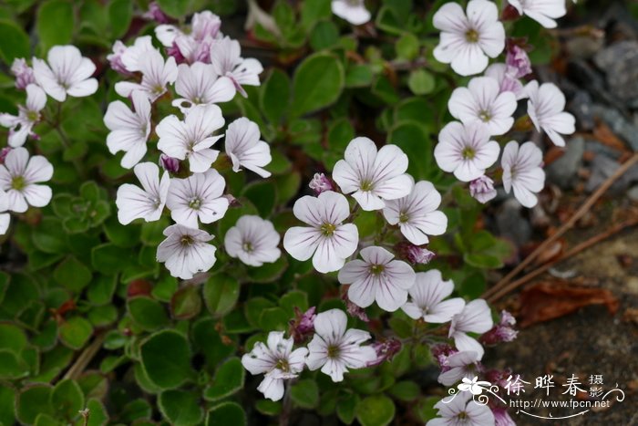 卷耳状石头花Gypsophila cerastioides