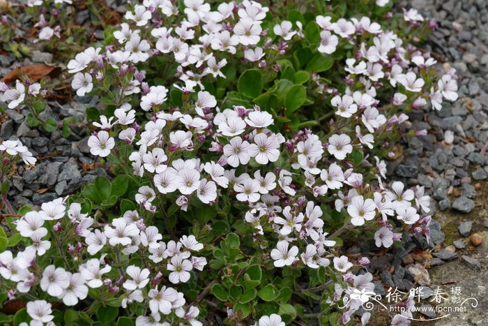 卷耳状石头花Gypsophila cerastioides