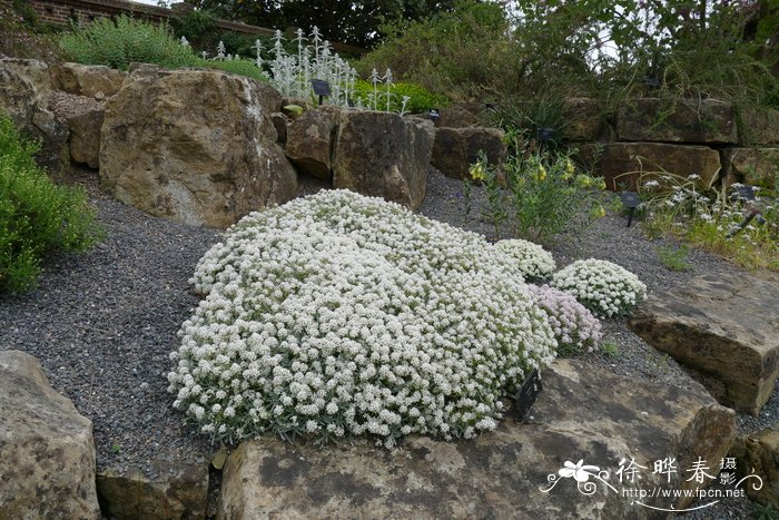 多利斯无心菜Arenaria dyris