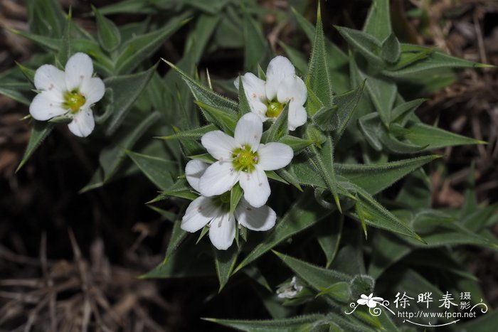 多利斯无心菜Arenaria dyris