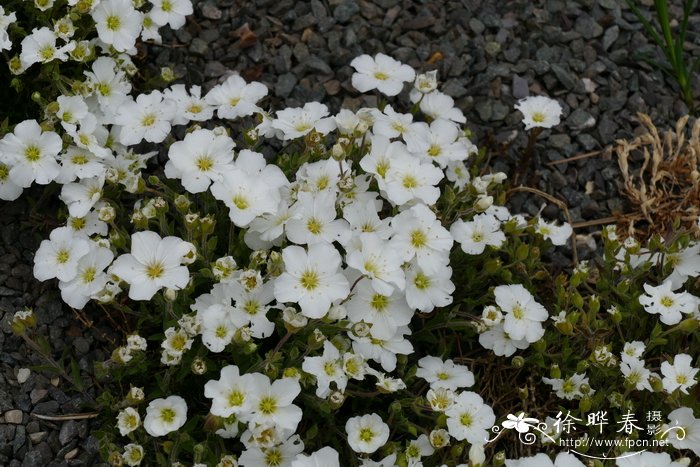 山蚤缀 Arenaria montana