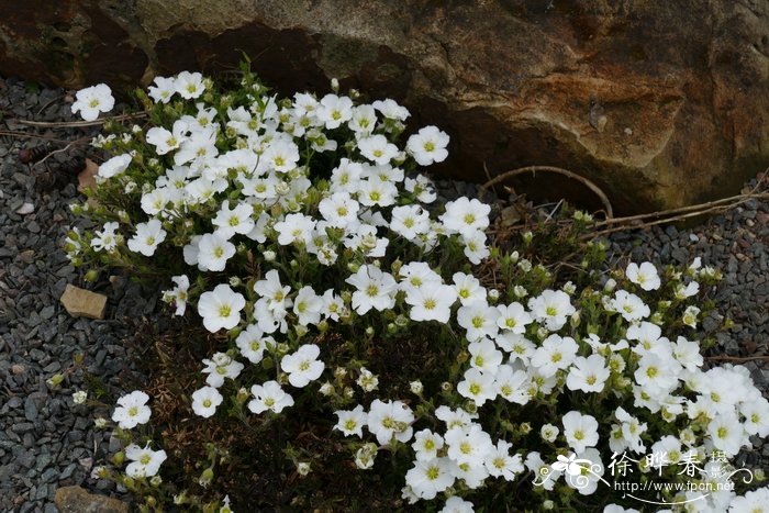 山蚤缀 Arenaria montana