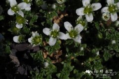 四棱无心菜Arenaria tetraquetra