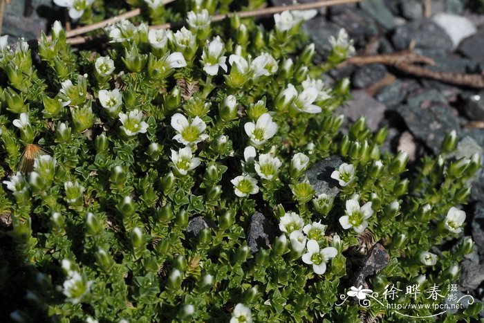 四棱无心菜Arenaria tetraquetra